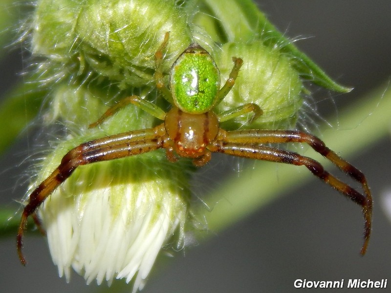 Maschio di Ebrechtella tricuspidata - Pontevecchio (MI)